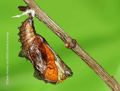 Transformation macht aus einer Raupe einen Schmetterling. Engagieren Sie sich für eine schönere Welt  ohne Biodiversitätsverlust. ©Dean Morley/WildScreenExchange