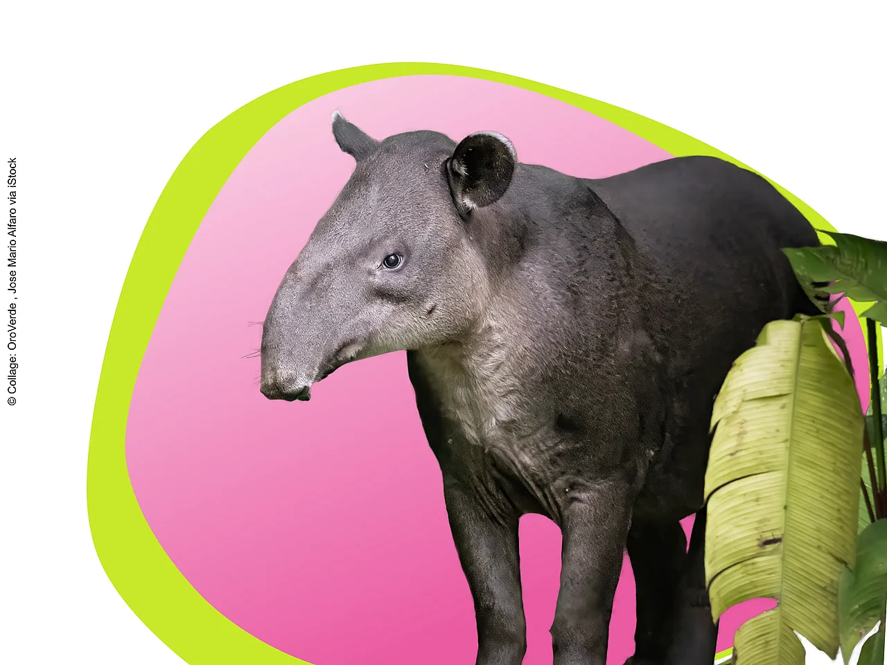 Collage eines Tapirs vor einer pinken Bubble