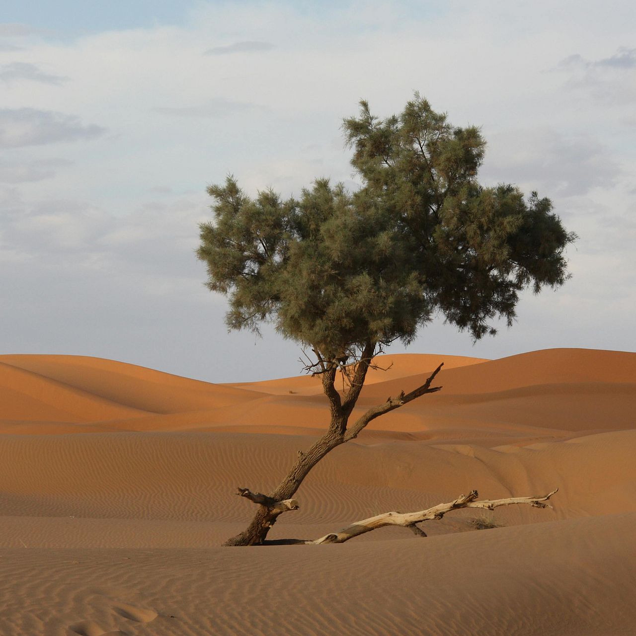 Ein einzelner Baum in einer Wüstenlandschaft
