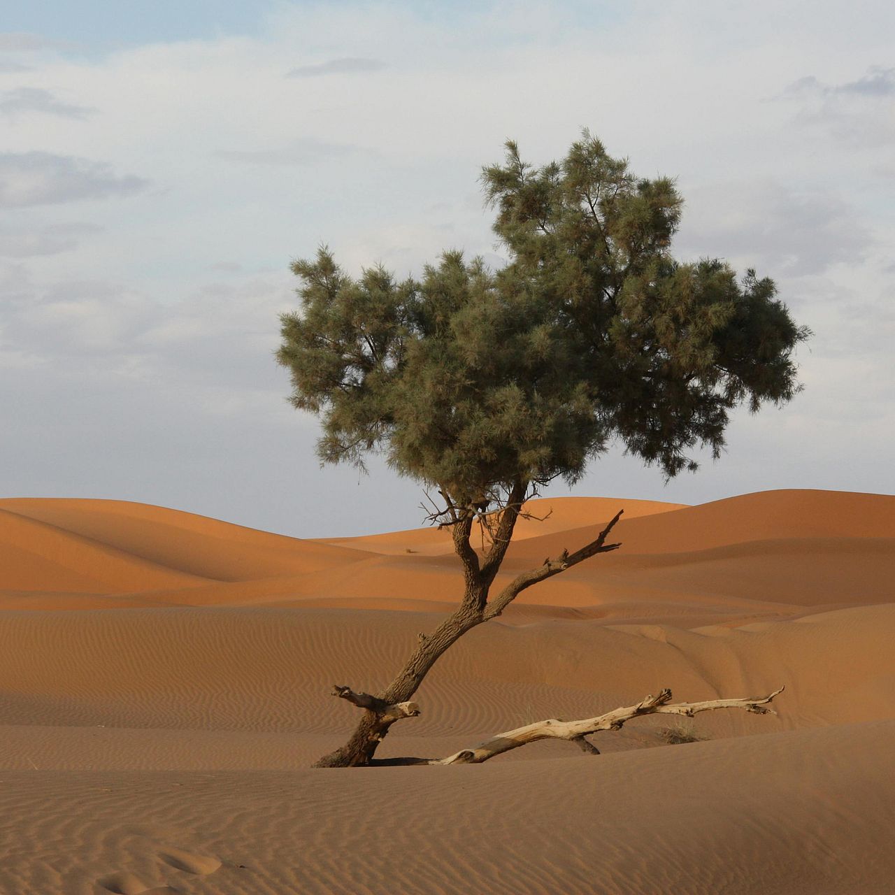 Ein einzelner Baum in einer Wüstenlandschaft