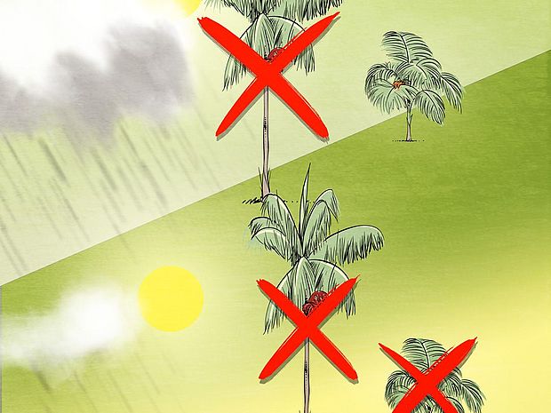 Grafik:Ohne Tukan und ohne Regen stirbt die Jussara-Palme aus - der Tukan und die Jussara-Palme, eine Geschichte über Biodiversität und den Klimawandel