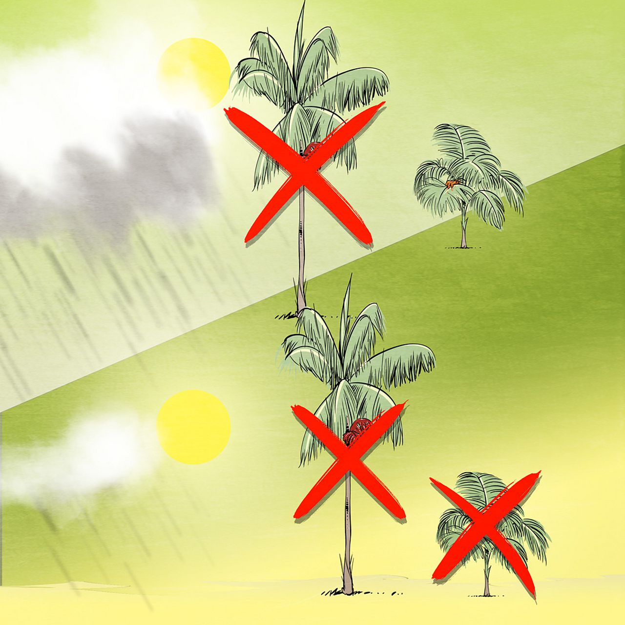 Grafik:Ohne Tukan und ohne Regen stirbt die Jussara-Palme aus - der Tukan und die Jussara-Palme, eine Geschichte über Biodiversität und den Klimawandel