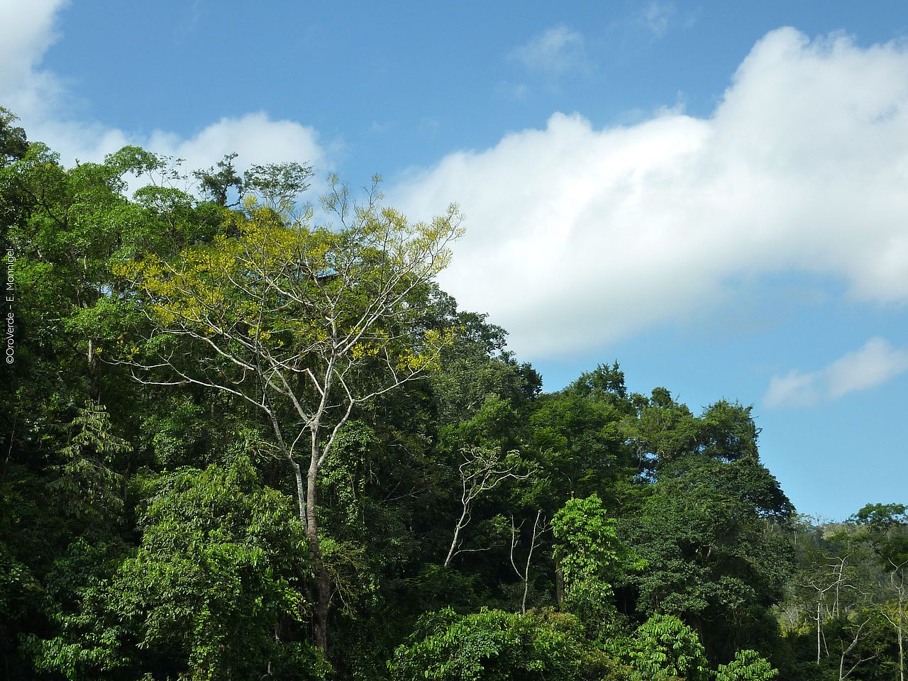 Das Bild zeigt eine Regenwald Landschaft ©OroVerde – E. Mannigel
