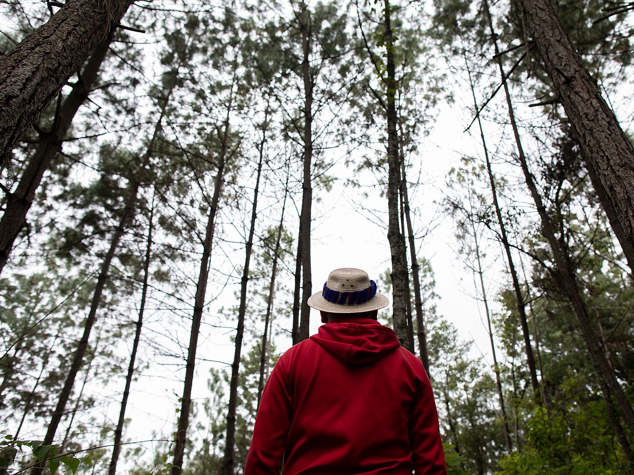 Ein Mann steht im Wald.