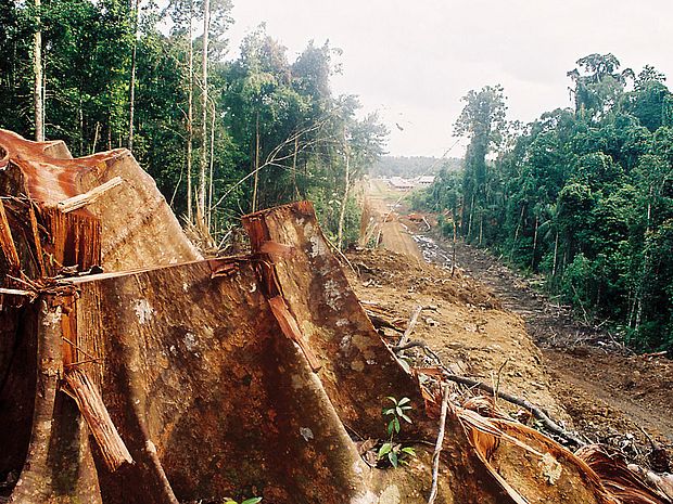 Regenwaldrodung beziehunsgweise Abholzung Regenwald
