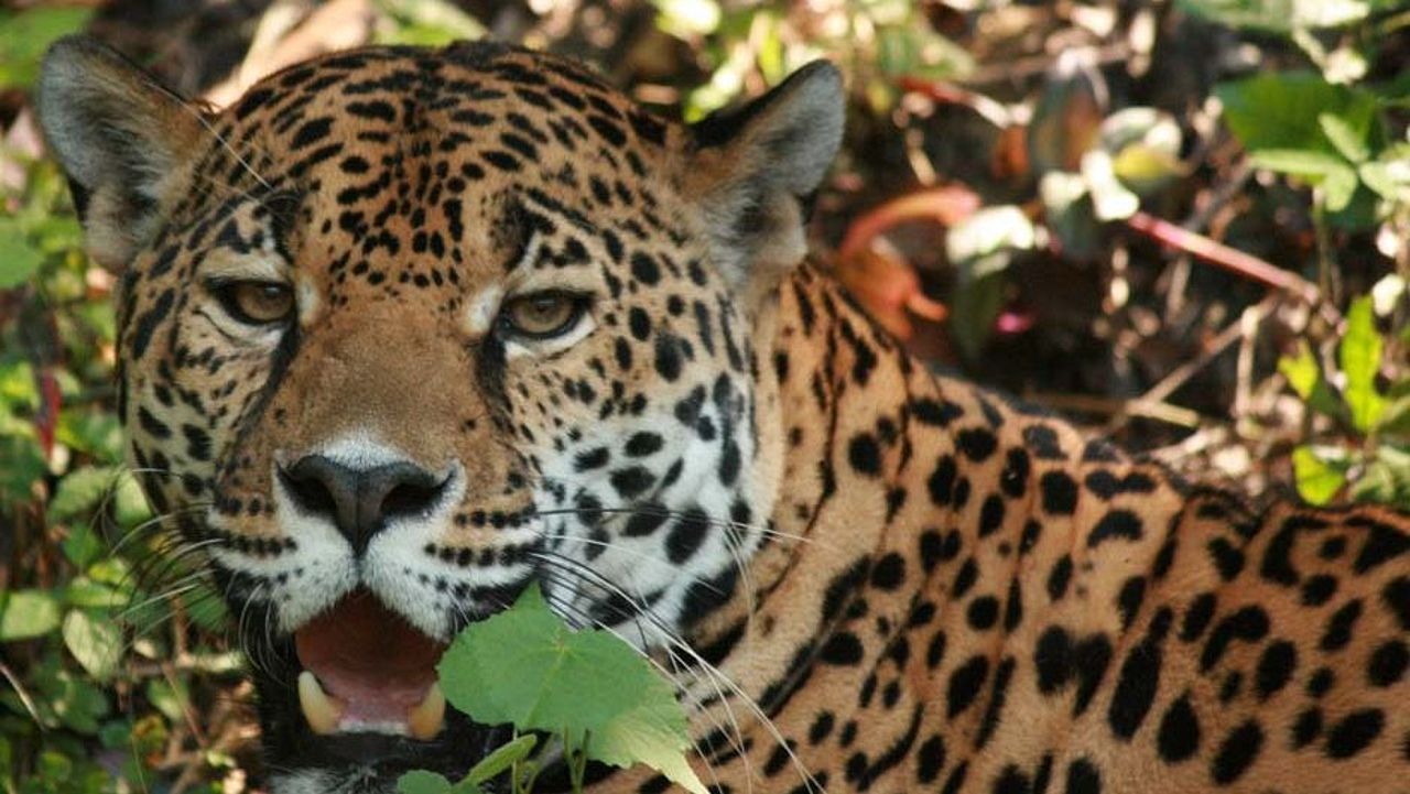 Jaguar in Guatemala sind schwer zu sichten 