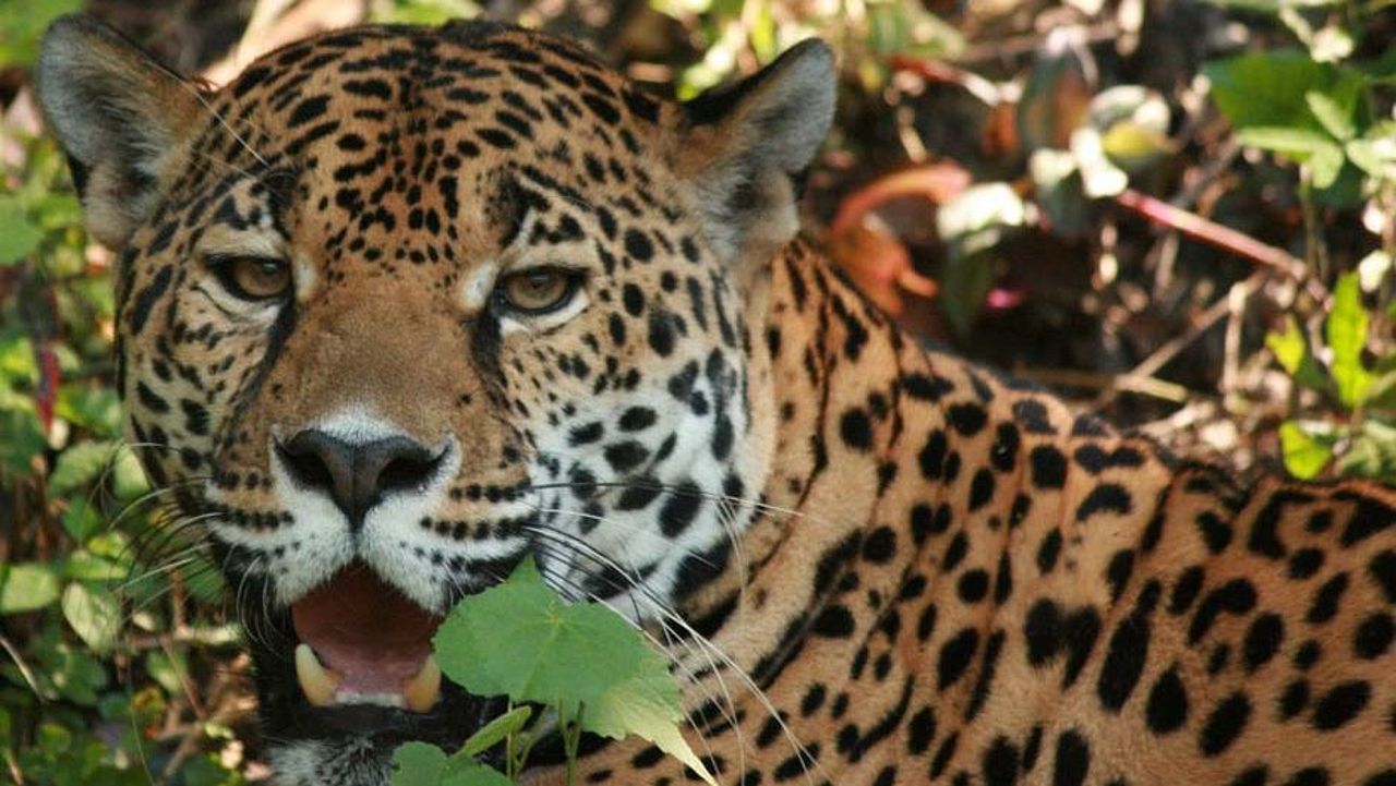 Regenwald kaufen und Rückzugsgebiet des Jaguar sichern ©Gianna Lazzarini