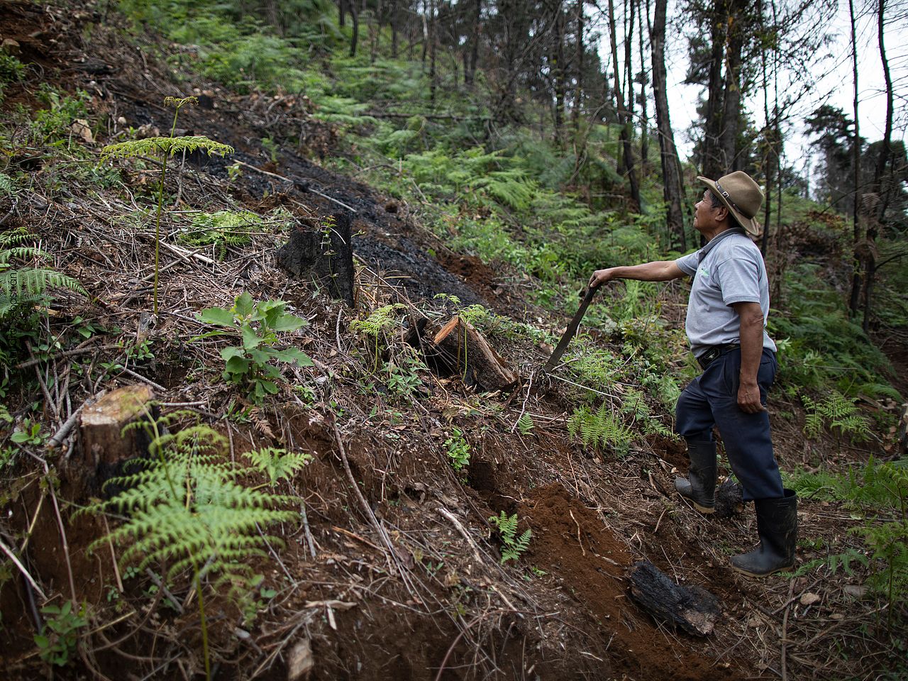 Ein Mann mit Stock steht an einem bewaldeten Abhang.