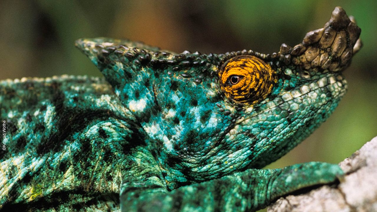 Chameleon im Tropenwald