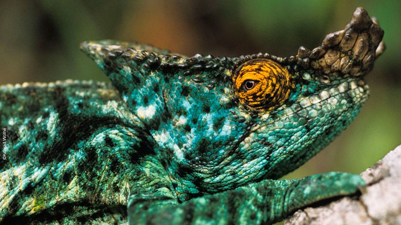 Chameleon im Tropenwald