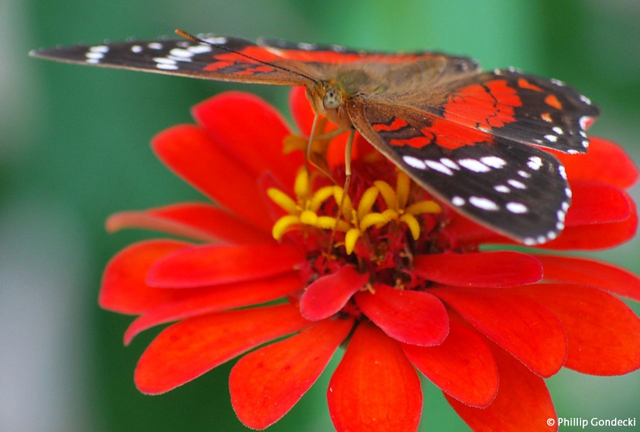 Schmetterling im Regenwald Ecuadors ©Philipp Gondecki