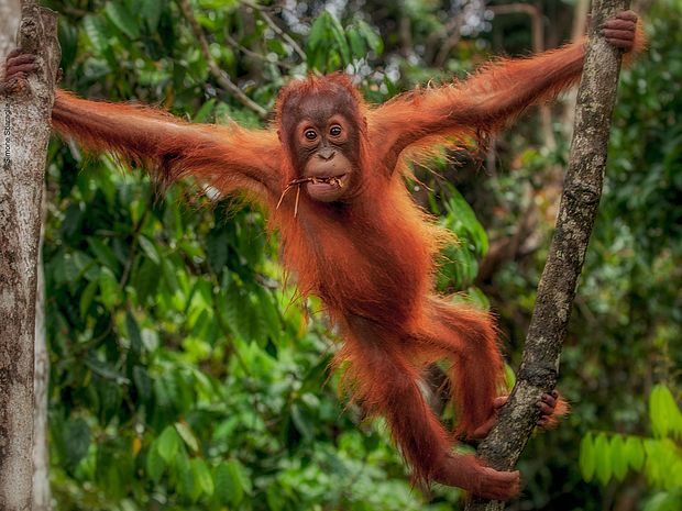 Orang-Utans in Borneo sind besonders von der Ausbreitung von Palmöl-Plantagen betroffen. ©Simone Sbaraglia