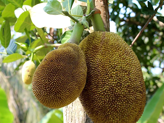 Jackfruit