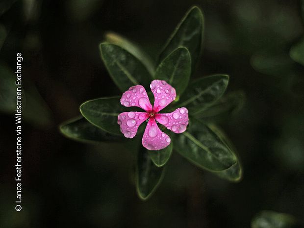 Aus Madagaskar Immergrün (Catharanthus roseus) werden Arzneimittel für die Krebsforschung gewonnen ©Lance Featherstone/WildScreenExchange