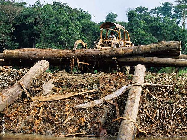Abholzung im Regenwald mit Maschinen. So wird vor allem großflächig Regenwald abgeholzt ©Konrad Wothe