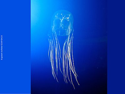 Seewespe Chironex spp. ©gautsch via Flicker CC BY-SA 2.0 Im blauen Freiwasser schwimmt eine durchsichtige Qualle mit würfelförmigem Schirm und hauchfeinen Tentakeln.