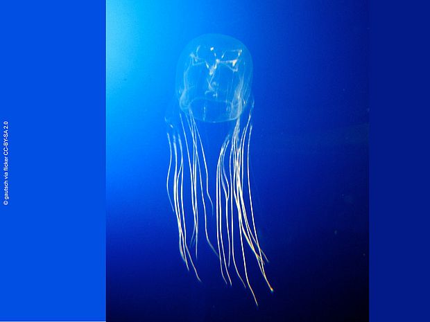 Im blauen Freiwasser schwimmt eine durchsichtige Qualle mit würfelförmigem Schirm und hauchfeinen Tentakeln.