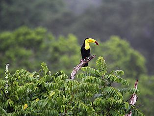 Fischertukan in Guatemala