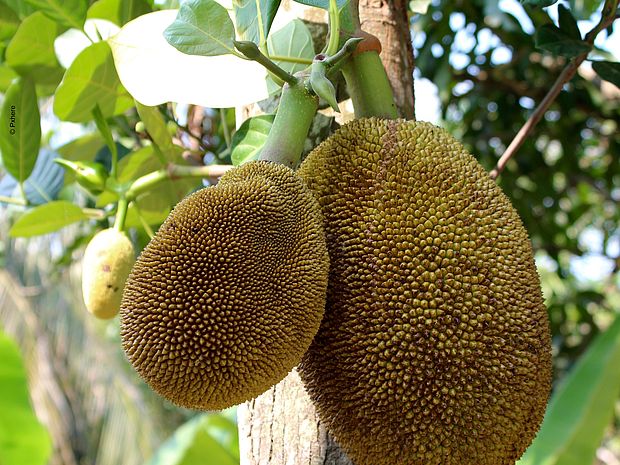 Jackfruit