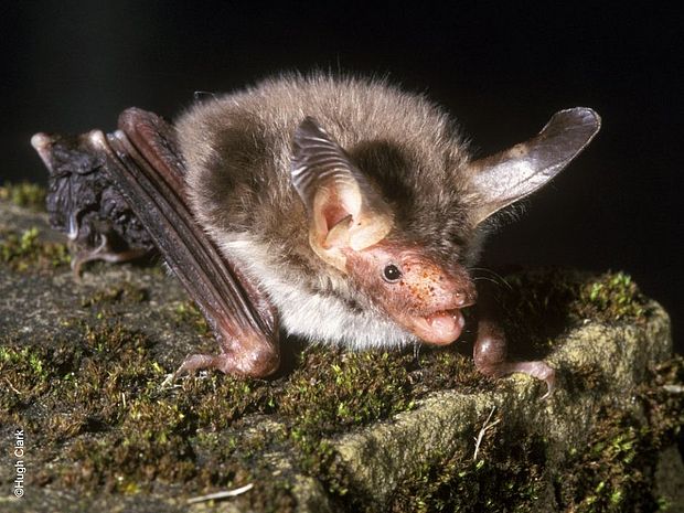 Bechsteinfledermaus