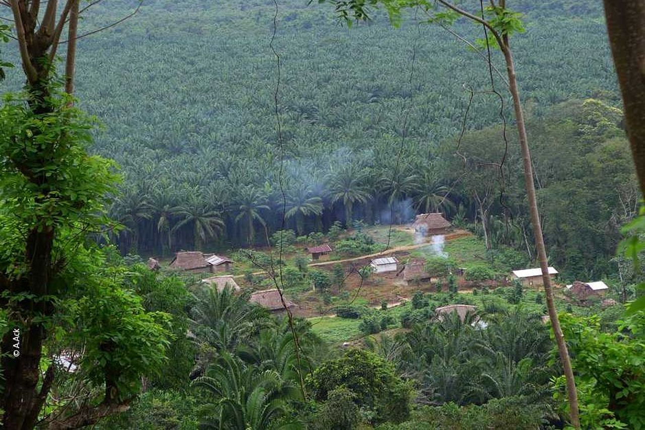 Palmölplantage und Dorf in Guatemala ©A.Ackermann