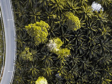 Palmölplantage von oben ©pxhere