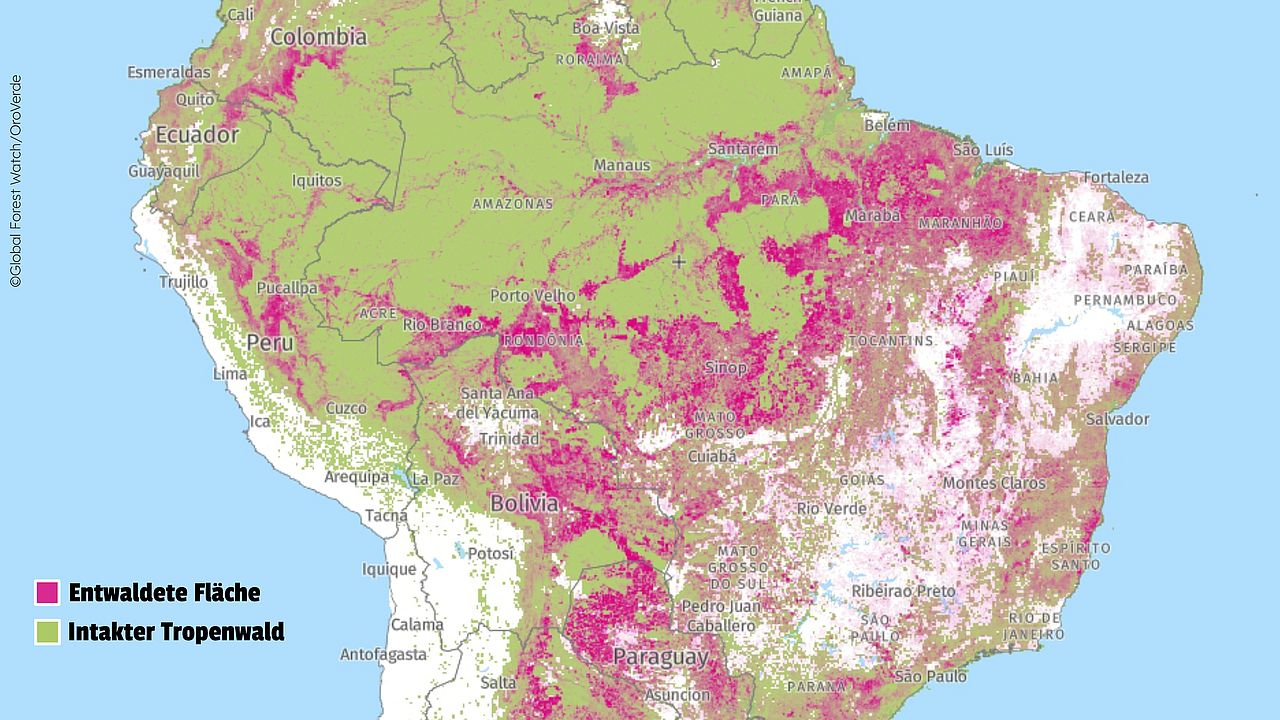 Stand der Amazonas-Entwaldung 2024.
