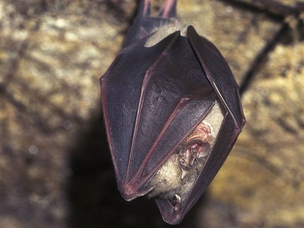 Fledermaus hängt kopfüber in einer Höhle ©wse Hugh Clark