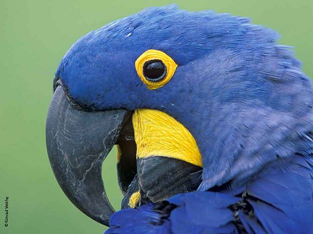 Papageien: Kopf eines Hyazinth-Aras © Konrad Wothe