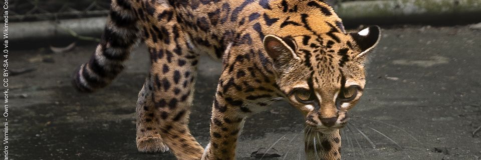 Eine Leopardus tilcayo läuft über asphaltierten Boden.