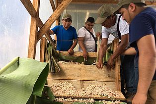 Bauern durchmischen die Kakaobohnen: Projekt Waldgewinn Guatemala. ©OroVerde