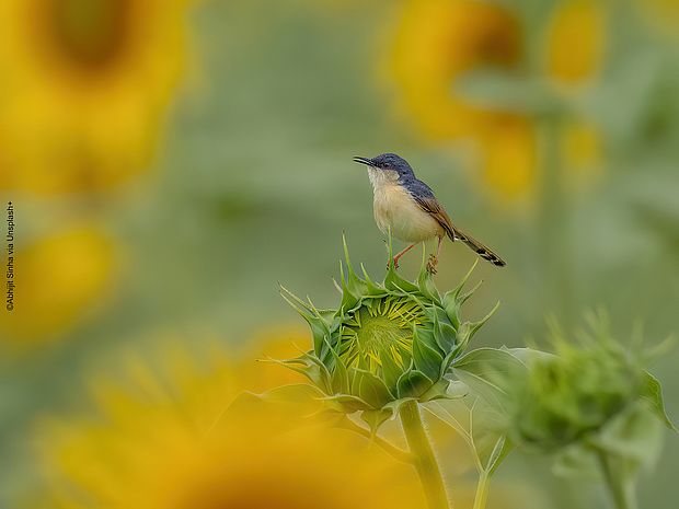 Kleiner Vogel sitzt auf einer geschlossenen Sonnenblume