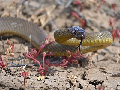 Inlandtaipan © Antoni Camozzato via inaturalist CC BY-NC 4.0 Eine olive-gelbe Schlange mit dunklem Kopf züngelt und ist zum Zubeißen bereit.