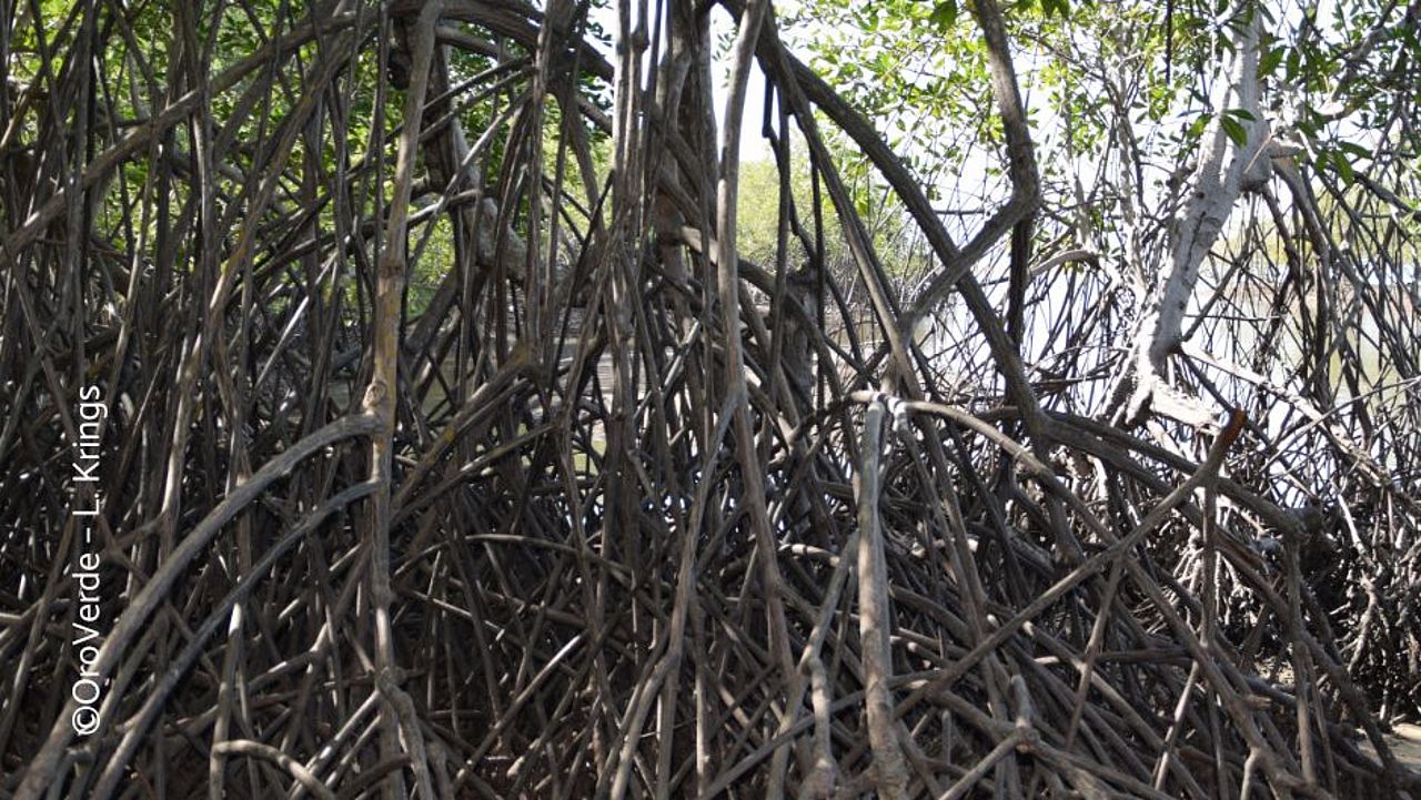 Mangroven an der Küste ©OroVerde – L. Krings