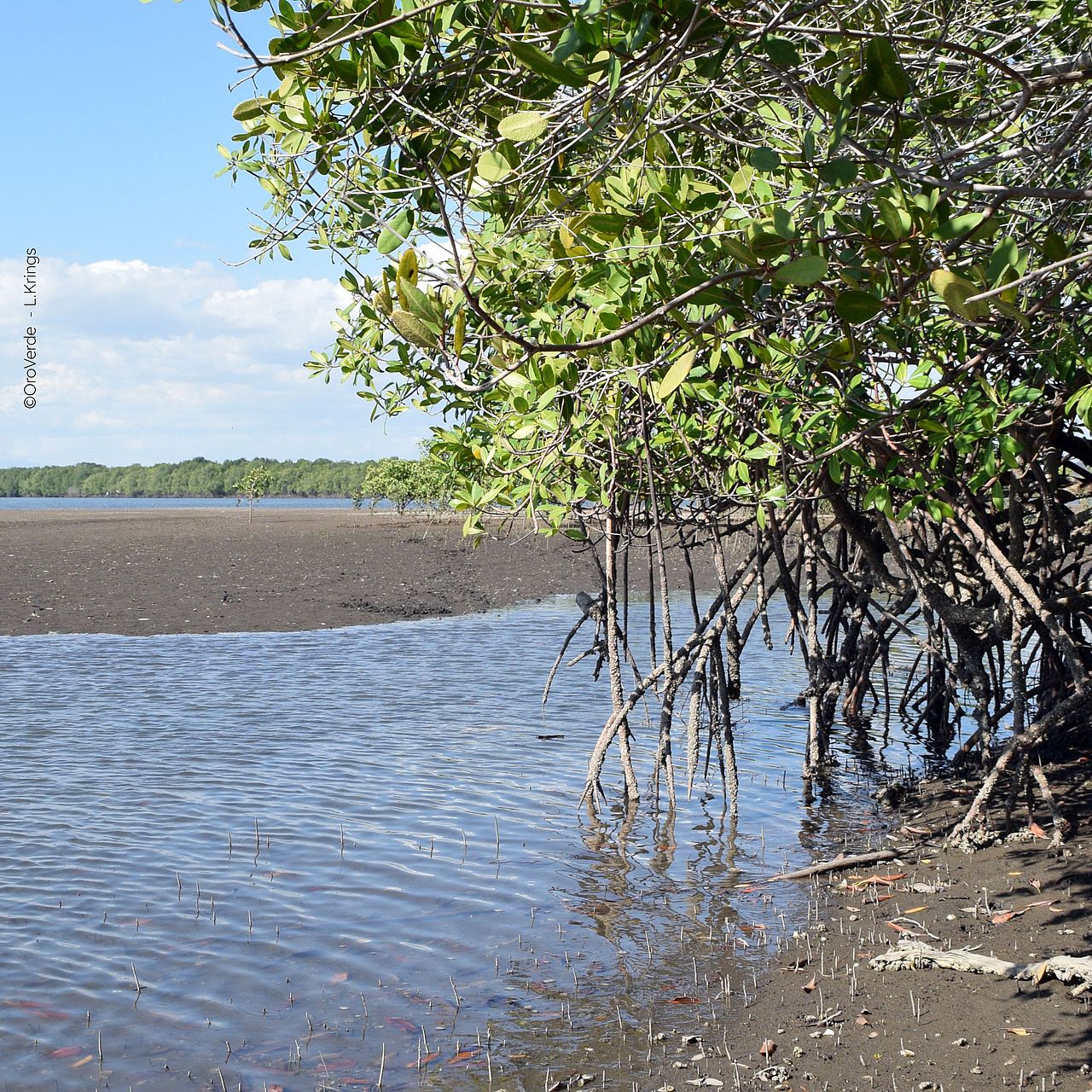 Mangrovenwald an der Küste Honduras