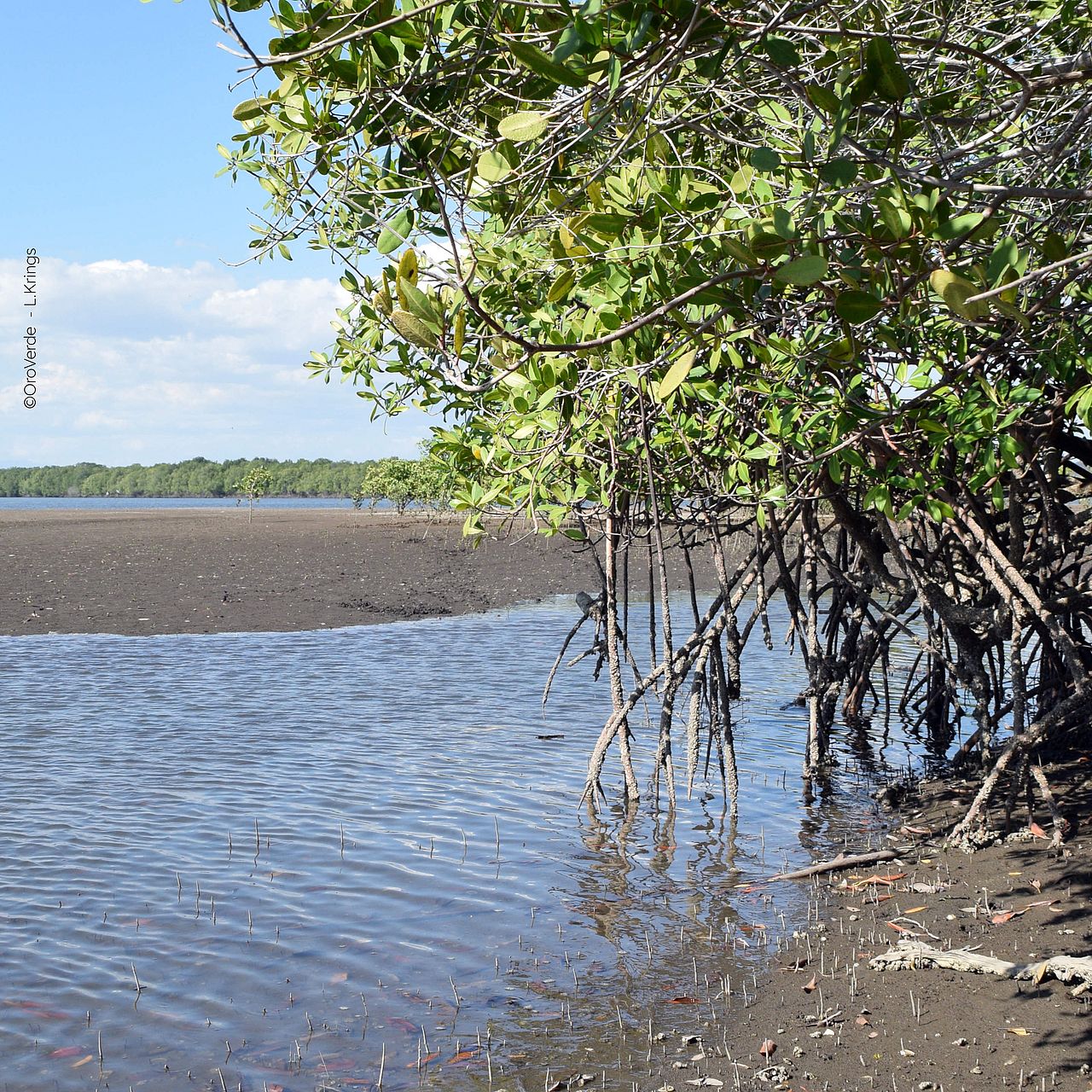 Mangrovenwald an der Küste Honduras