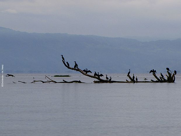 Überreste eines umgefallenen Baums liegen im See. Auf dem Baum hocken eine Schar Vögel