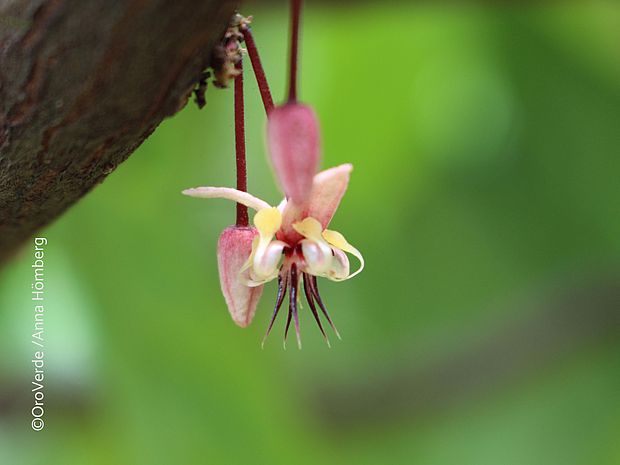 Kakaoblüte am Stamm