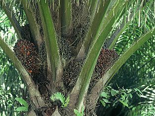 Die Ölpalme trägt jedes Jahr 5 bis 15 Fruchtbündel. Aus dem Fruchtfleisch wird Palmöl gewonnen. ©Konrad Wothe