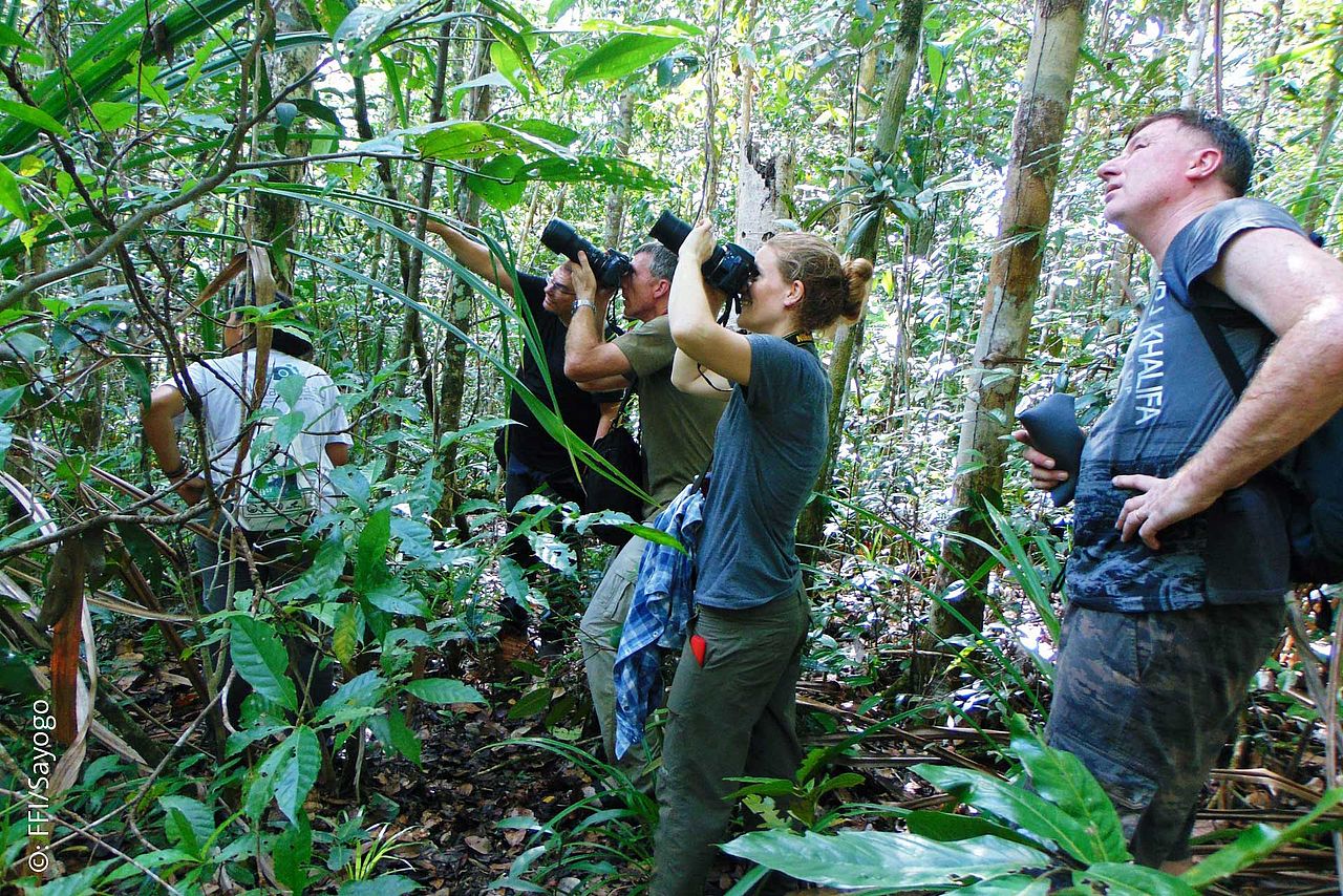 Der intakte Primärwald auf Waigeo bietet Lebensraum für zahlreiche seltene, endemische Vogelarten – Ein Paradies für Birdwatcher. ©FFI/Sayogo
