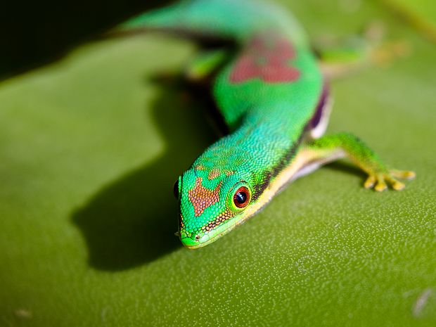 Regenwaldschutz bedeutet Erhalt der Artenvielfalt: Bunter Taggecko ©Konrad Wothe