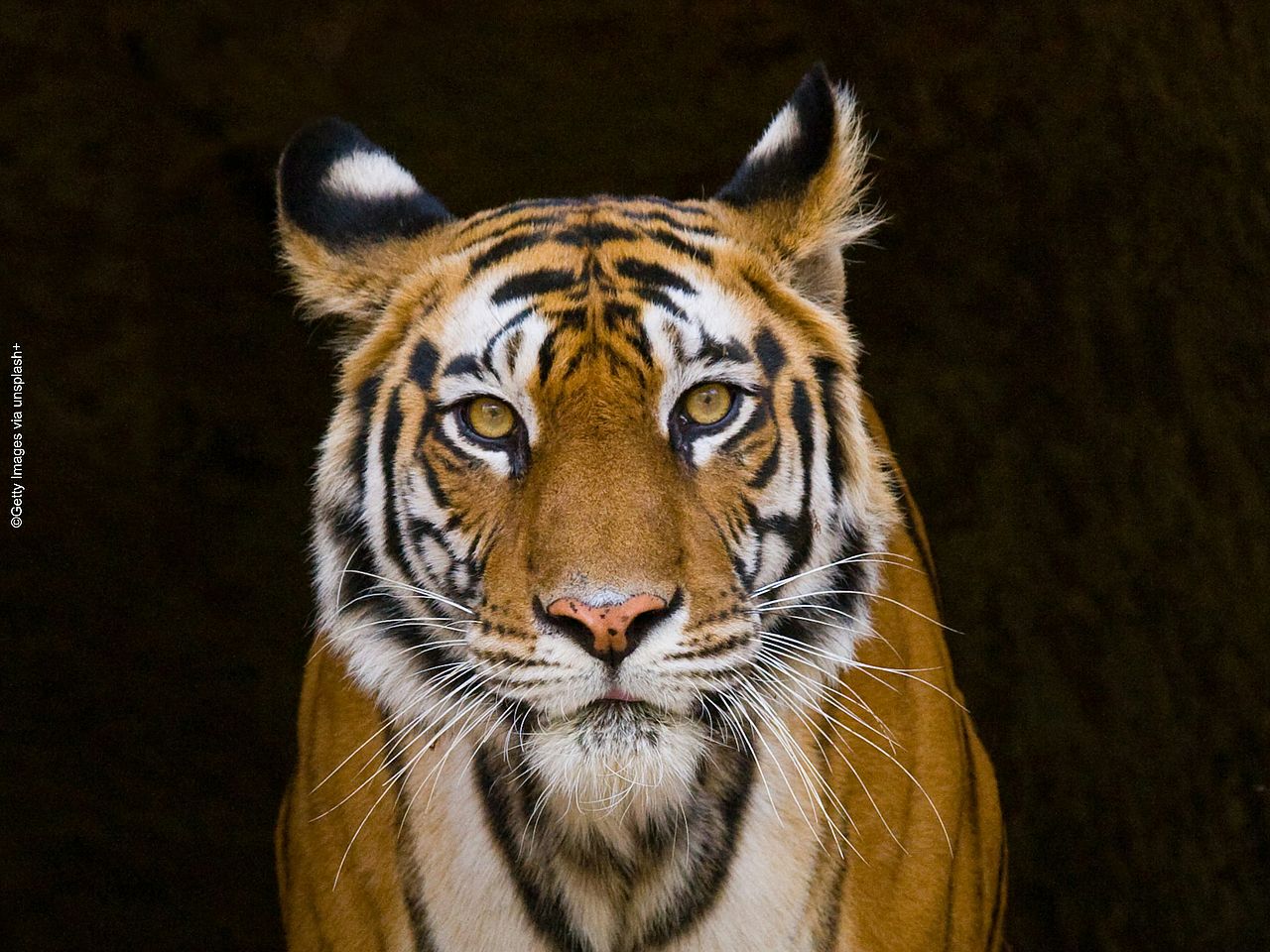 Tiger schaut bildfüllend in die Kamera
