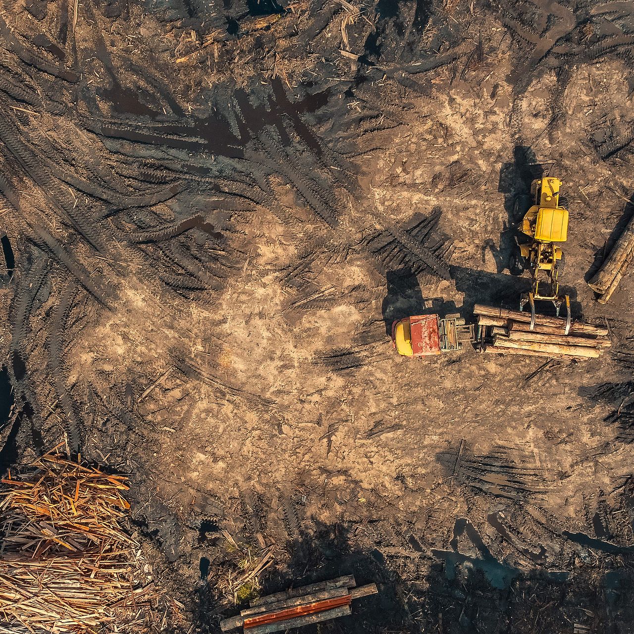 Die Zerstörung des Tropenwaldes 