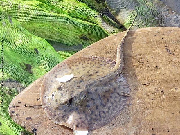 Von oben sieht ein Süßwassersstachelrochen wie eine Scheibe aus, an der ein Schwanz dranhängt. Er ist braun und gepunktet.