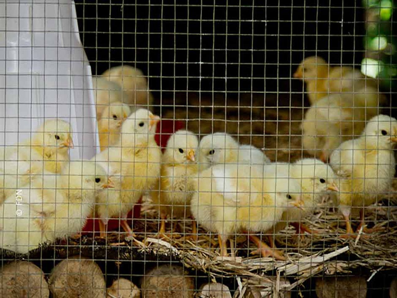Ihre Spende ermöglicht Hühnerzucht und Regenwaldschutz © FDN