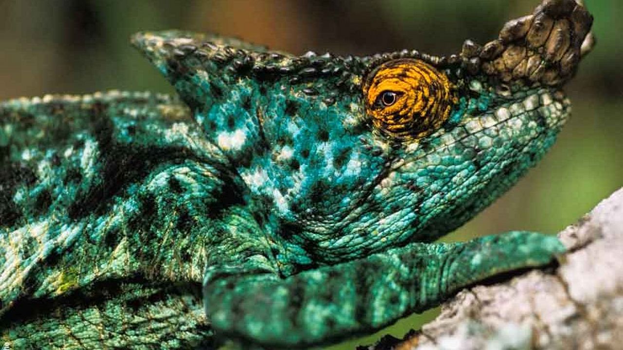 Parson Chameleon ©Konrad Wothe