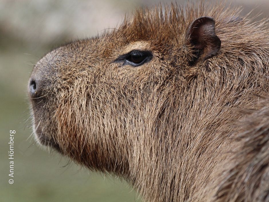 Capybara - das größte Nagetier der Welt lebt in Amerika