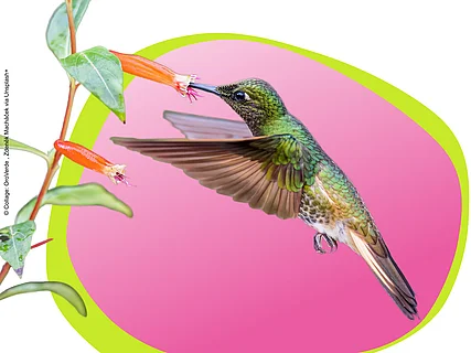 Collage eines Kolibris mit Blüte vor einer pinken Bubble