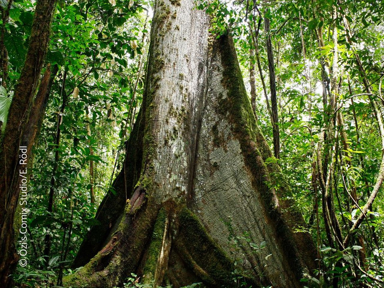 Die Erkenntnisse fließen auch in unsere Regenwaldschutzprojekte ein, z.B. bei der Entwicklung innovativer Finanzierungsmechanismen für Klima-, Wald- und Biodiversitätsschutz. ©Özi's Comix Studio/Elisa Rödl