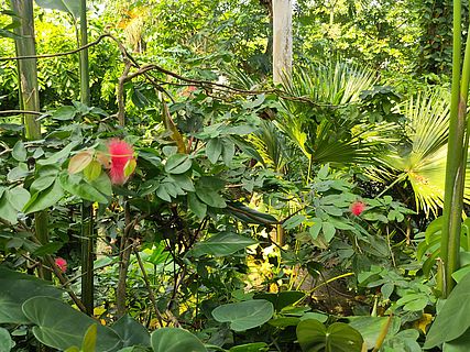 Blick in den Dschungel im Gondwanaland im Zoo Leipzig